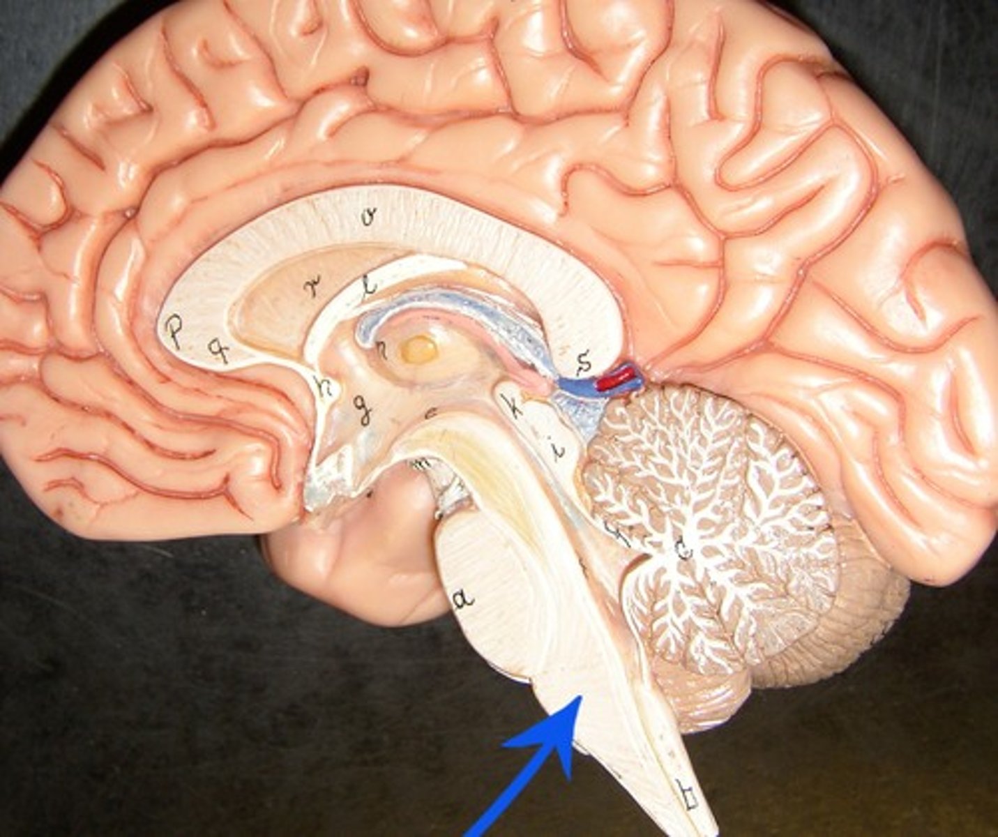 <p>The lobes that coordinate vital functions, such as those of the circulatory and respiratory systems, and transport signals from the brain to the spinal cord</p>