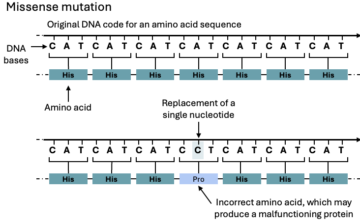 <p>Missense mutation </p>