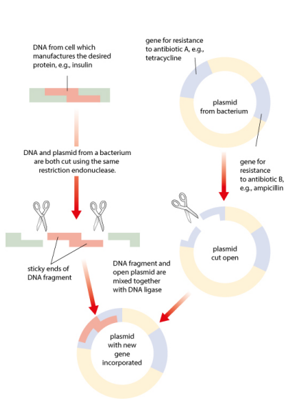 knowt flashcard image
