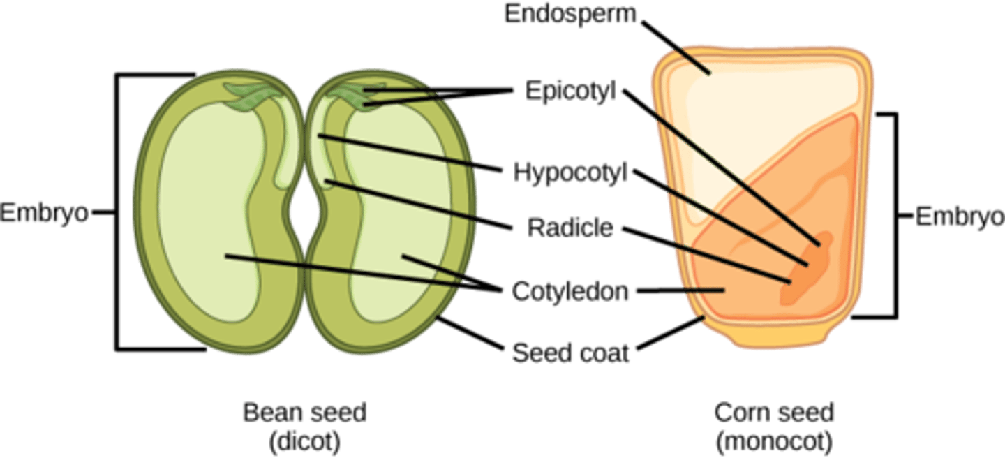 <p>transfer nutrients <br>from the endosperm <br>to the embryo</p>