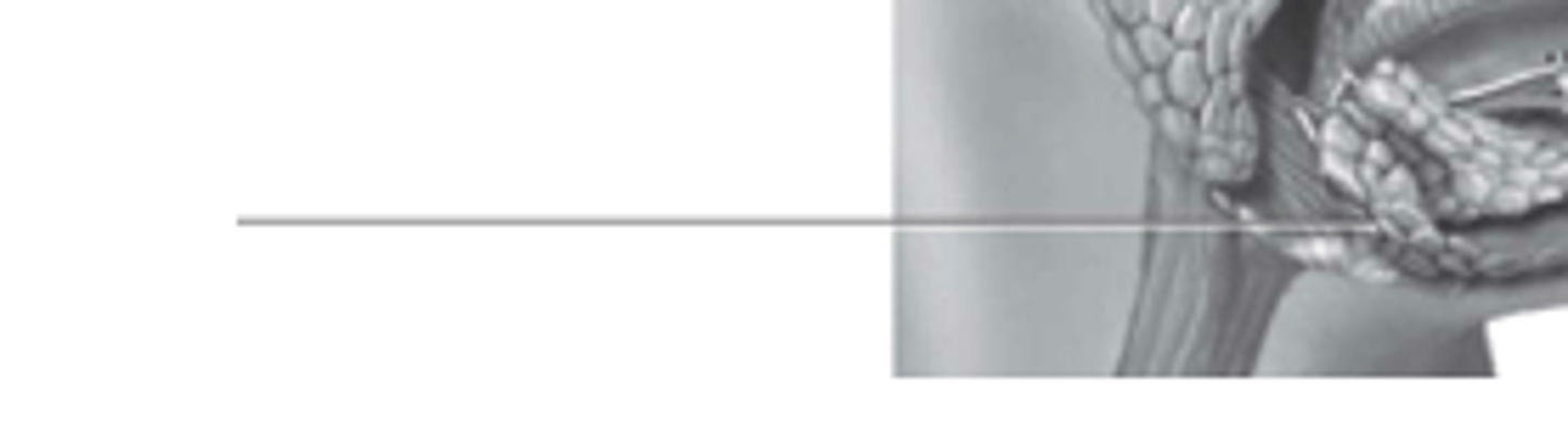 <p>what gland is this?</p>