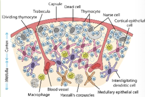 <p>size peaks at puberty &amp; decreases as people age. arranged into an outer, more cellular cortex, and an inner, less cellular medulla. immature lymphoid cells enter cortex where they proliferate, mature &amp; pass on into medulla. from medulla, mature T cells enter the circulation</p>