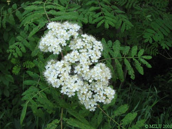 <p><em>Sorbus aucuparia</em></p>