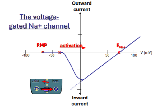 <p>peak inward current (~ –20 to –10 mV): </p><ul><li><p>many channels open</p></li><li><p>Na⁺ current becomes strongly inward</p></li><li><p>the curve reaches its large negative peak</p></li><li><p>above ENa (~ +60 mV): </p><ul><li><p>driving force reverses sign</p></li><li><p>Na⁺ current becomes outward</p></li></ul></li></ul><p></p>