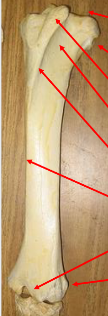<p>benoemd de pijltjes op de afbeelding</p>