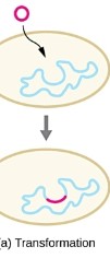 Uptake of naked DNA by a competent 
cell followed by incorporation of the DNA into the recipient 
cell’s genome