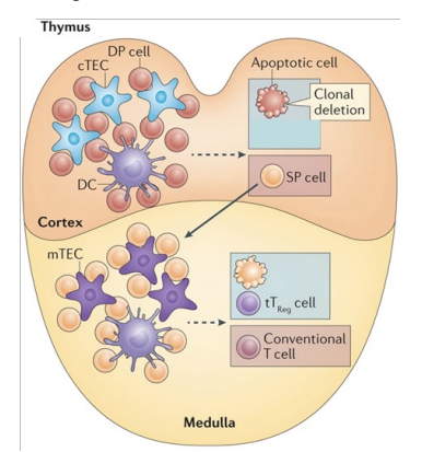 <p><strong>Immature </strong>T cells express TCR as well as CD4 and CD8 (<strong><u>double positive, DP</u></strong>)</p><p><strong>Cortex </strong></p><ul><li><p><span style="background-color: transparent; font-size: 1.6rem;">T cells that do not bind self MHC molecules undergo apoptosis</span></p></li><li><p>T cells that bind to self MHC II (on epithelial cells or dendritic cells) in thymus cortex become <strong>CD4 single positive (SP) cells</strong></p></li><li><p>T cells that bind to <strong>MHC I become CD8 SP cells</strong></p></li></ul><p></p>