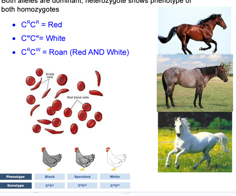 <p>hetero has phenotype of both homos (black + white = speckeled)</p>