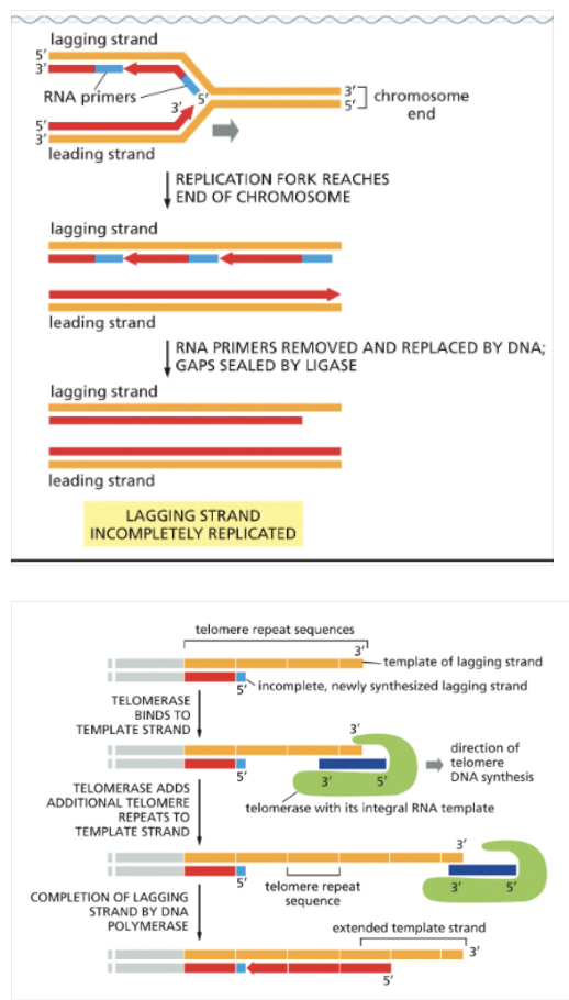 <ul><li><p>IN HUMANS, THE TELOMERE REPEAT IS 5’-(TAAGGG)<sub>N</sub> 3’-(ATTCCC)<sub>N</sub></p></li></ul><p></p>