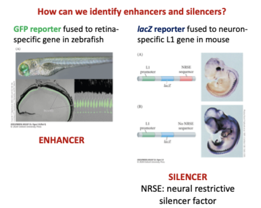 <p><strong>how can we identify enhancers and silencers?</strong></p>