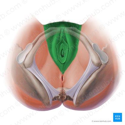 <ul><li><p>the outer part of the female reproductive system</p></li><li><p>also part of the external genitalia </p></li><li><p>includes the mons pubis</p></li></ul><p></p>