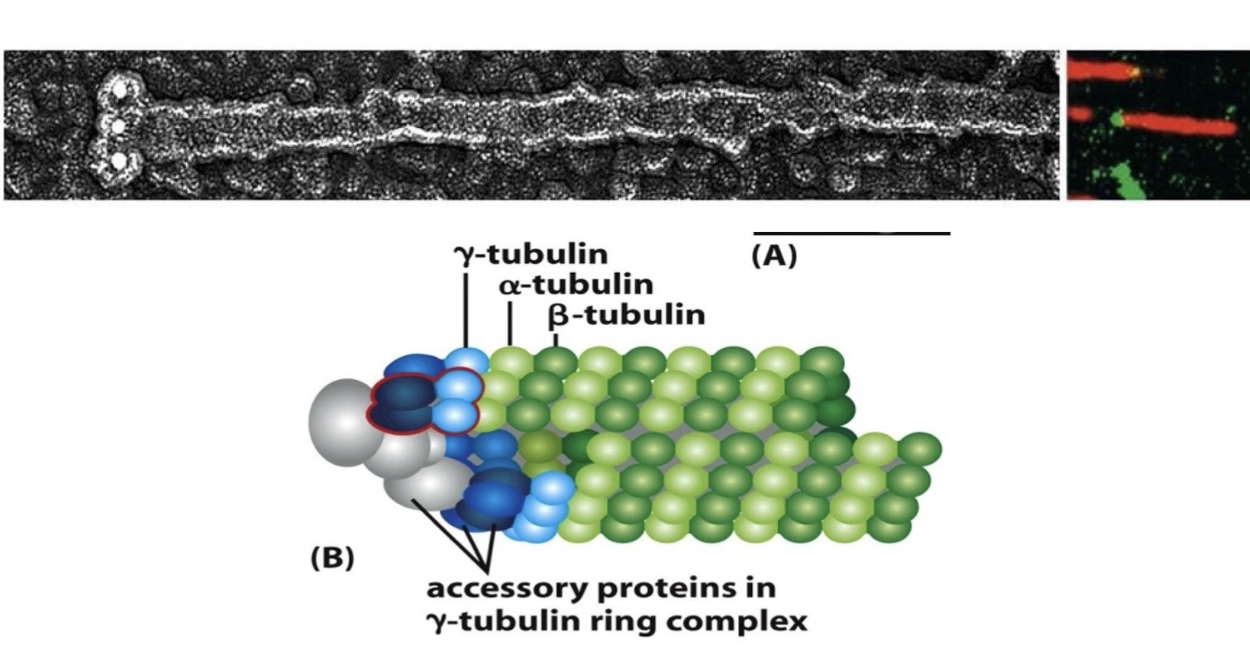 <ul><li><p><strong>γ-tubulin</strong> = nucleation factor (not part of microtubule body)</p><ul><li><p>Present in small amounts</p></li></ul></li><li><p>Forms <strong>γ-TuRC</strong> (γ-tubulin ring complex) with other proteins</p></li><li><p><strong>Nucleates minus-end</strong> of microtubule</p></li><li><p>Acts as a <strong>template</strong> for plus-end growth</p></li><li><p>Caps the minus-end → growth occurs only at the <strong>plus-end</strong></p></li></ul><p></p>