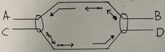 <p>The picture is a schematic representation of a DNA replication fork. Where is the 5' end(s) of the template DNA?&nbsp;&nbsp;</p><p>&nbsp;</p><p>A &amp; D</p><p>&nbsp;</p><p>B &amp; C</p><p>&nbsp;</p><p>A &amp; C</p><p>&nbsp;</p><p>A &amp; B</p><p>&nbsp;</p><p>C &amp; D</p>