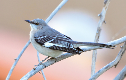 <p><strong>Northern Mockingbird</strong></p>