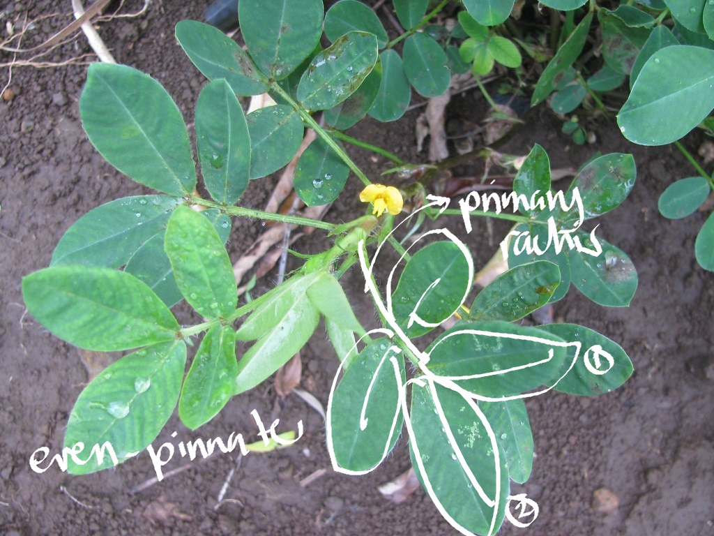 <p>peanut</p>