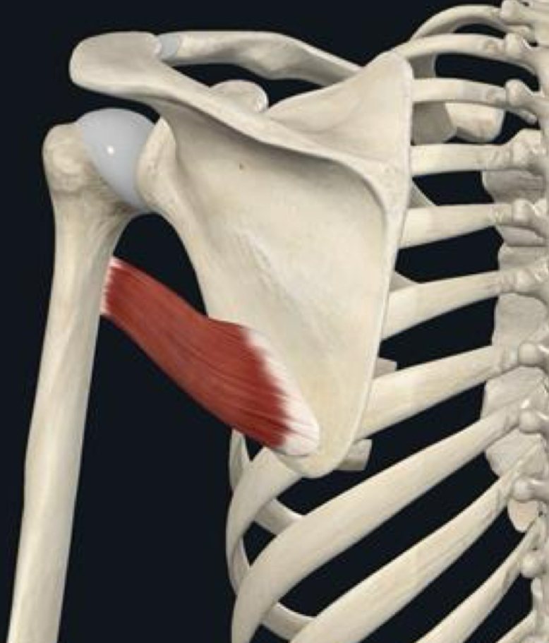 <p>What is the proximal attachment of the teres major?</p>