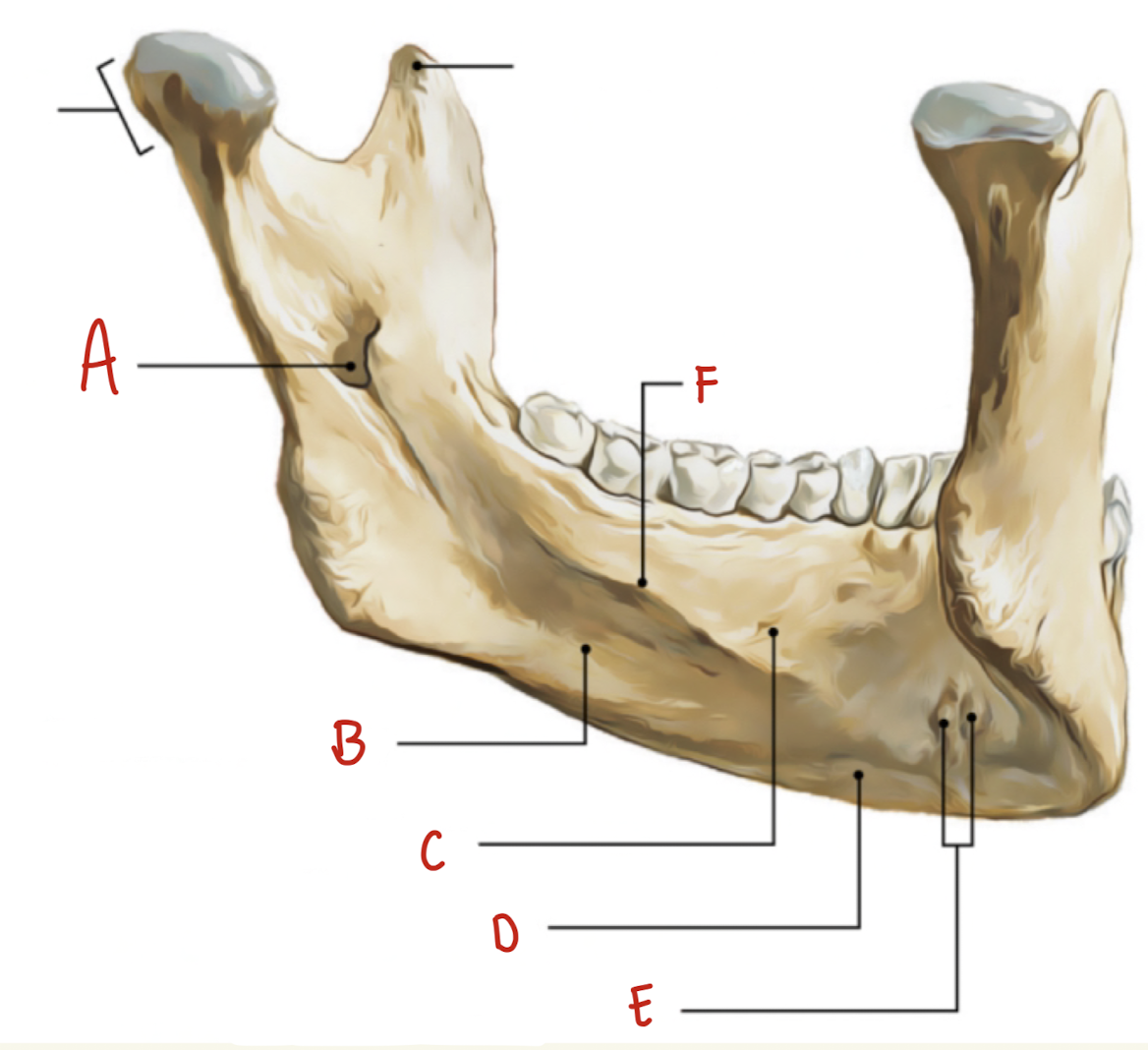 <p>Name the part of the posterior mandible labeled F</p>