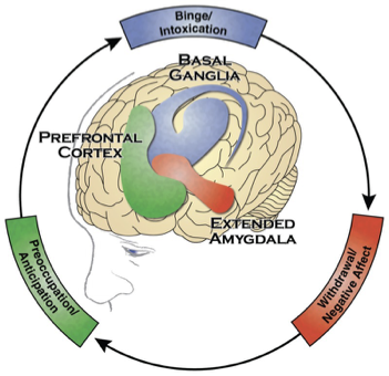 <ul><li><p>Patterns follow a typical, predictable pattern</p></li><li><p>Addiction follows this general cycle, where you have people binging &amp; they have a kind of reward learning that something is good.</p></li><li><p>Withdrawal is triggering all this negative affect. The salience network is going crazy, saying something is wrong, you need to go find the thing that makes things better</p></li><li><p>Starting to think about how you’re going to get the substance again, starts to occupy your attention. So then the executive network, the prefrontal cortex, the cognitive system starts to become really engaged in drug-seeking behaviour</p></li><li><p>When get drug again, back into the reward circuitry, then the withdrawal back into the emotional circuitry &amp; then that motivates you to start thinking about how you’re going to get more again</p></li><li><p><span style="background-color: transparent;"><span>So that starts forming the cycle in terms of brain dynamics</span></span></p></li></ul><p></p>