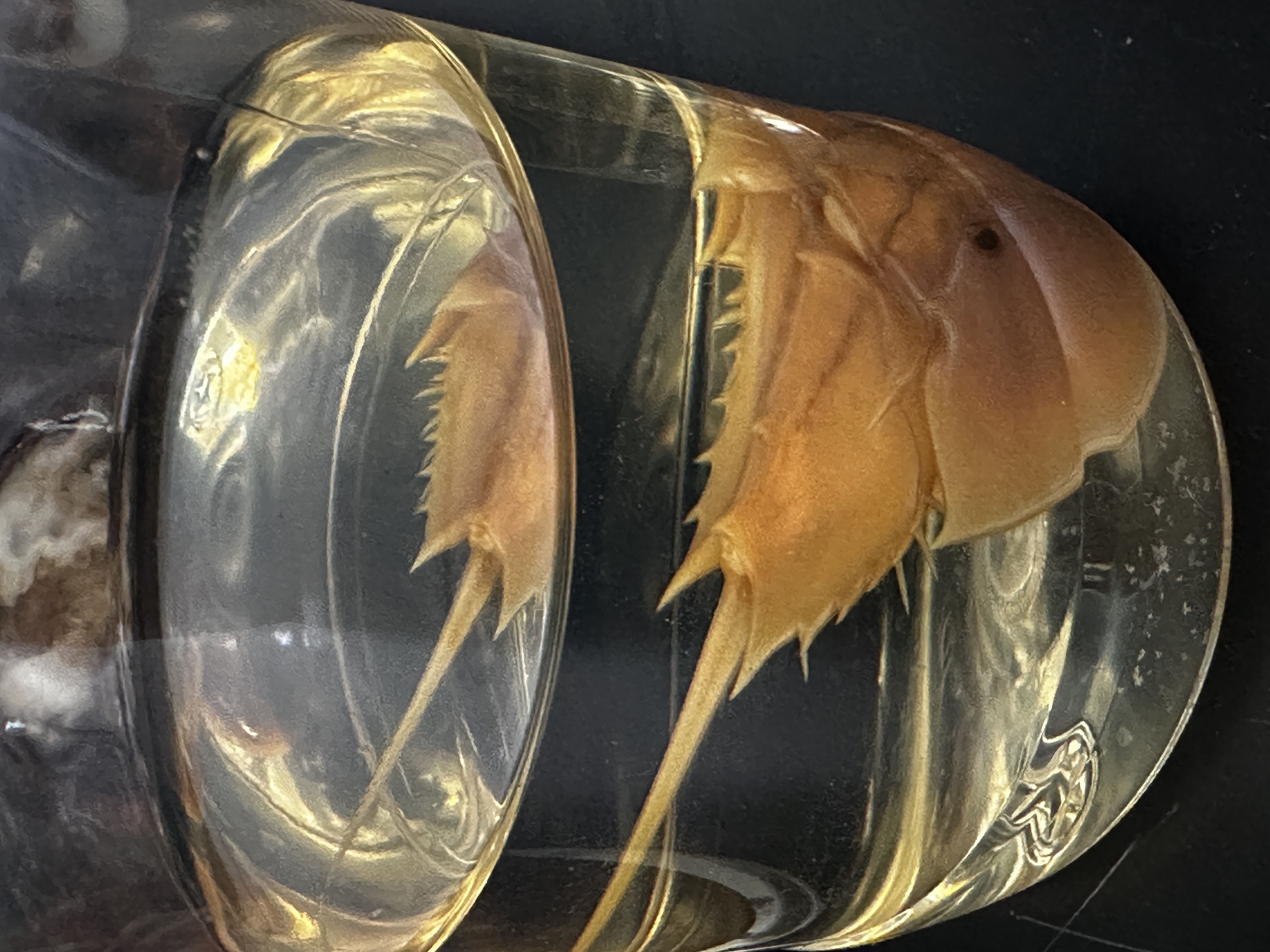 <p>Identify (Grouping(s), Phylum, Subphylum)</p>