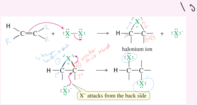 <p>Anti-Stereochemistry.</p><p>Mehanism:<br>1. double bond breaks and has one X attach to both of the carbons in the double bond (triangle)</p><ol start="2"><li><p>Second X attacks and it forms a bond with one of the Cs.</p></li></ol><p></p>
