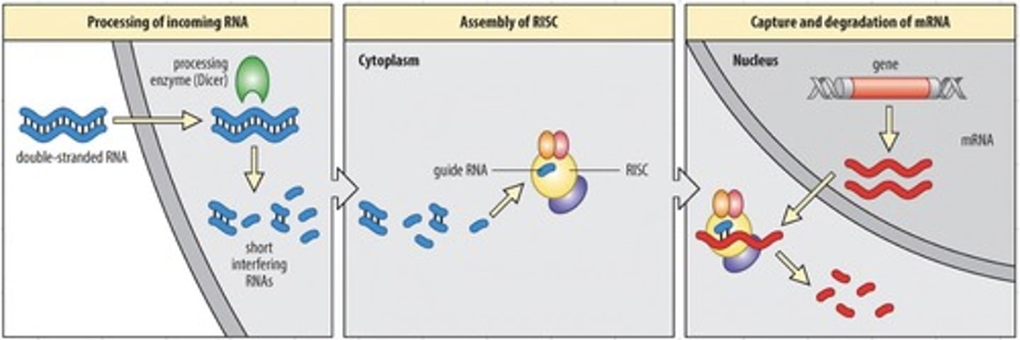 <p>RNAi mechanism</p>