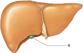 <p>What is the function of the organ labeled "G"? </p>