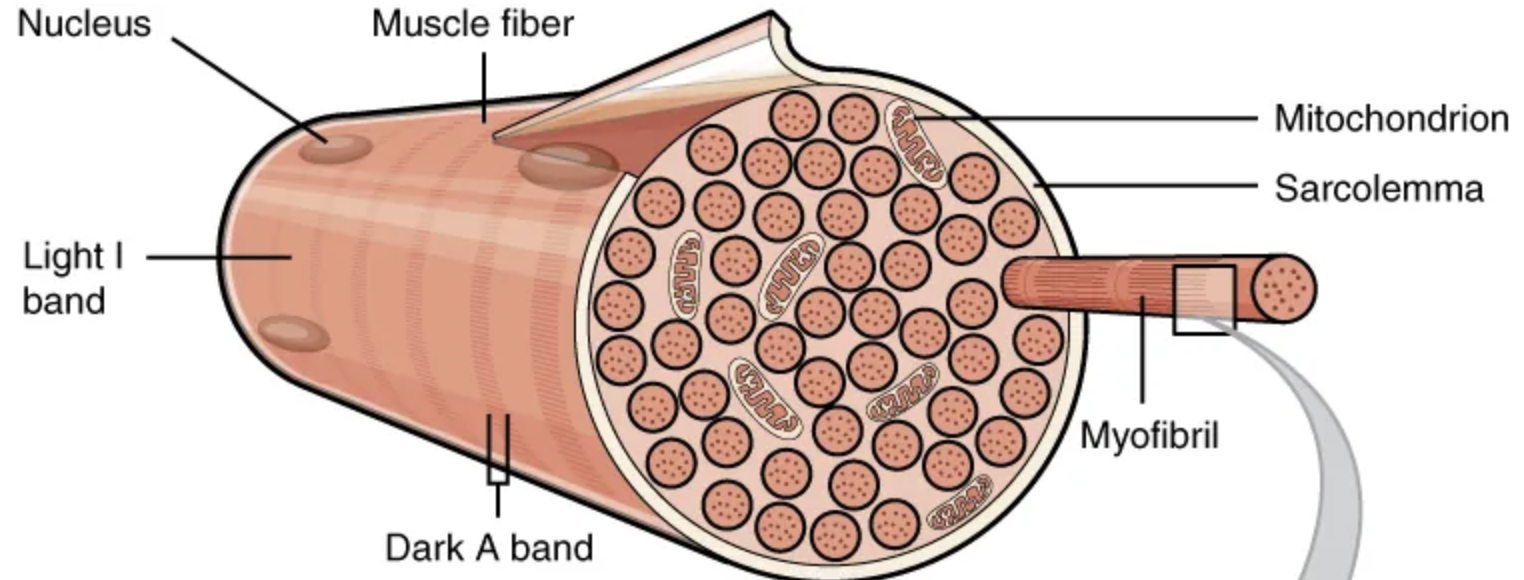 <p>sarcolemma; sarcoplasm</p><p></p><p><em>Sarco-</em> is rooted in Greek and means “flesh.”</p>