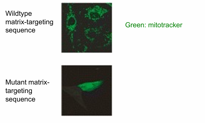 <ul><li><p>hypothesis: if the amphipathic helix is disrupted, a mitochondrial protein will not go to the mitochondria</p></li><li><p>test by </p><ul><li><p>creating mutations disrupting the amphipathic nature&nbsp;</p></li><li><p>eliminating the motif&nbsp;</p></li></ul></li></ul><p></p><p>Experiment:</p><ul><li><p>Hydrophobic residues replaced by hydrophilic ones </p></li><li><p>Top Image: wild-type mitochondrial protein (unmodified matrix-targeting motf)&nbsp;</p><ul><li><p>Present in&nbsp;mitochondria</p></li><li><p>Detected using antibody to the protein (green) </p></li></ul></li><li><p>Bottom Image: Mutant matrix-targeting motif </p><ul><li><p>mitochondrial protein remains in cytosol </p></li></ul></li><li><p>Conclusion: Yes, matrix-targeting motif is necessary </p></li></ul><p></p>