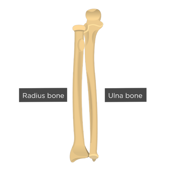 two bones in the forearm 
lateral thumb side is the radius