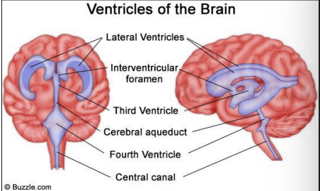 <p>● 4 ventricles: 2 lateral, 3rd ventricle, 4th ventricle</p><p>● Each contain choroid plexus (produces CSF)</p><ul><li><p>CSF: cerebrospinal fluid [plasma] provides nourishment, shock absorber, protection/waste removal </p></li></ul><p>● Blockage in any of these can result in pressure on brain</p>