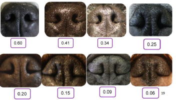 <p>De verhouding </p><p>• gemiddelde neusvleugeldikte tov gemiddelde van de neusgatdiameter (b/a) = neusopening-ratio</p>
