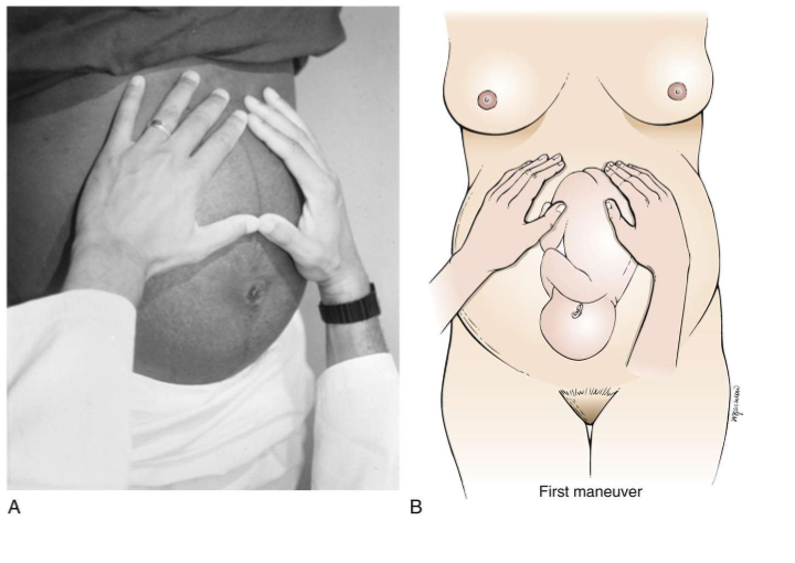 <ul><li><p>abdomen</p></li></ul><p></p>