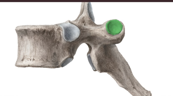 <p>facets on the transverse processes that the ribs attach to</p>