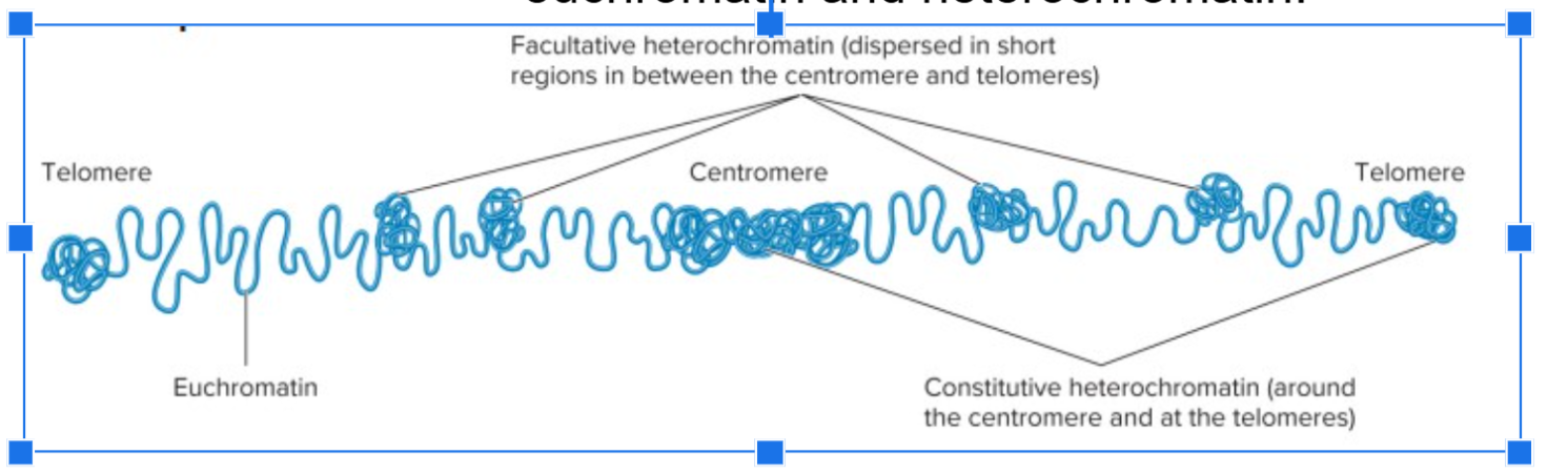 <p><span>regions that can interconvert between euchromatin and heterochromatin.</span></p>