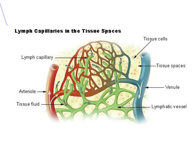 <p>fluid within the blood is - plasma</p><p>plasma is filtered through blood capillaries into tissue space - interstitial fluid</p><p>interstitial fluid passes into the lymph vessels - lymph</p><p>lymph is composed of interstitial fluid and lymphocytes</p>