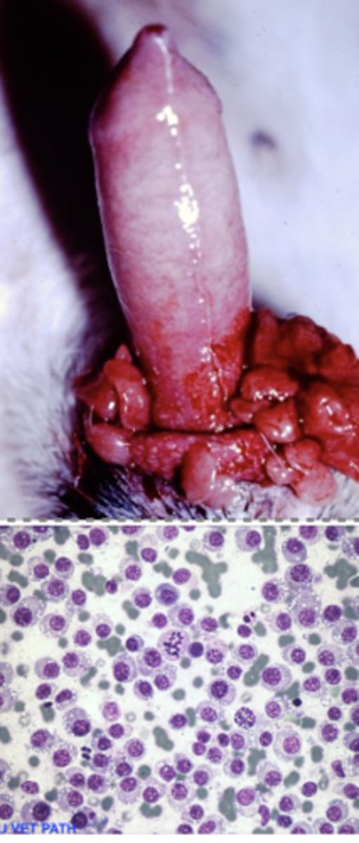 <p>What kind of round cell tumor is this?</p>