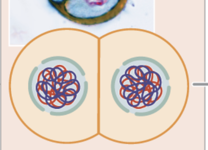 <ul><li><p>chromosomes recondense and the events of interkinesis are reversed</p></li><li><p>sister chromatids form</p></li><li><p>spindle re-forms</p></li><li><p>nuclear membrane once again breaks down</p></li><li><p>haploid 46</p></li></ul><p></p>
