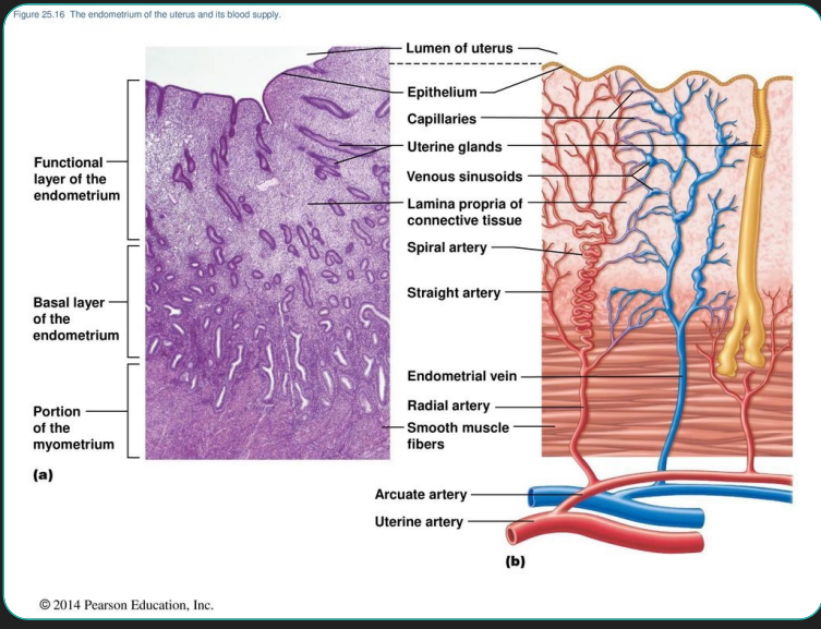 <p>Three layers </p><p>1. Perimetrium: serous layer (visceral peritoneum) </p><p>2. Myometrium: interlacing layers of smooth muscle </p><p>3. Endometrium: mucosal linin</p>