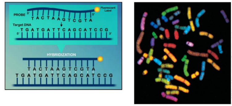 <p><span style="color: yellow;">Uses single strand probes</span> labeled with fluorescence or radioactive isotopes</p><ul><li><p>first denature</p></li><li><p>then hybridize with probe that pairs</p></li><li><p>can paint chromosome</p></li><li><p>highlights shape, size and number</p></li></ul><p></p>
