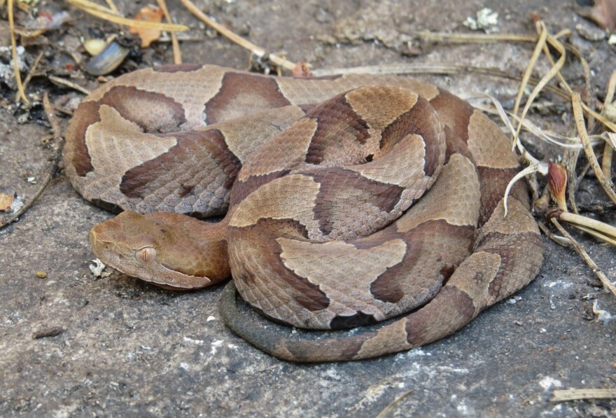 <p>Copperhead</p>