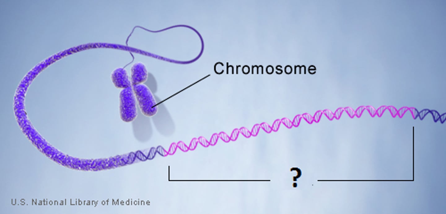 <p>the basic unit of genetic instruction.</p>