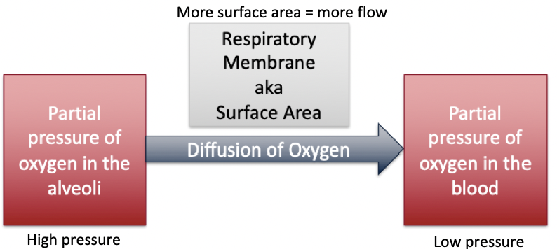 <p>Gas exchange = (Phi x Plo) x K</p><ul><li><p>More oxygen brought into the lungs = higher drive for diffusion flow</p></li><li><p>CO2 moves the opposite direction as O2 (blood to alveolar space)</p></li><li><p>Conductance for flow into blood is respiratory membrane (constant; not increasing or decreasing)</p></li><li><p>Diffusion of gas is determined by pressure gradients</p></li></ul>