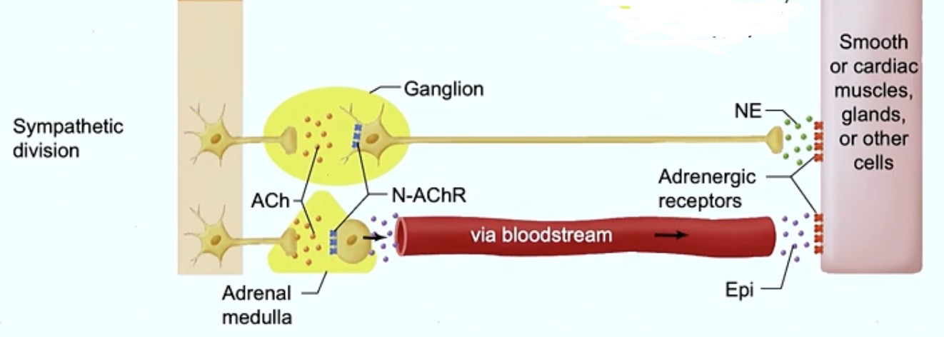 <p><strong>Sympathetic</strong> Nervous System</p><p><strong>→ releases acetylcholine ( Ach )</strong></p><p>Bin<span style="color: rgb(0, 0, 0)">ds to <strong>nicotinic acetylcholine receptors ( N-AChR ) on second neuron</strong></span></p><p><span style="color: blue"><strong>→ Second neuron RELEASES NOREPINEPHRINE ( NE ) </strong></span></p>