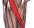 <p>Flexes, abducts, and laterally rotates thigh at the hip; flexes knee</p>