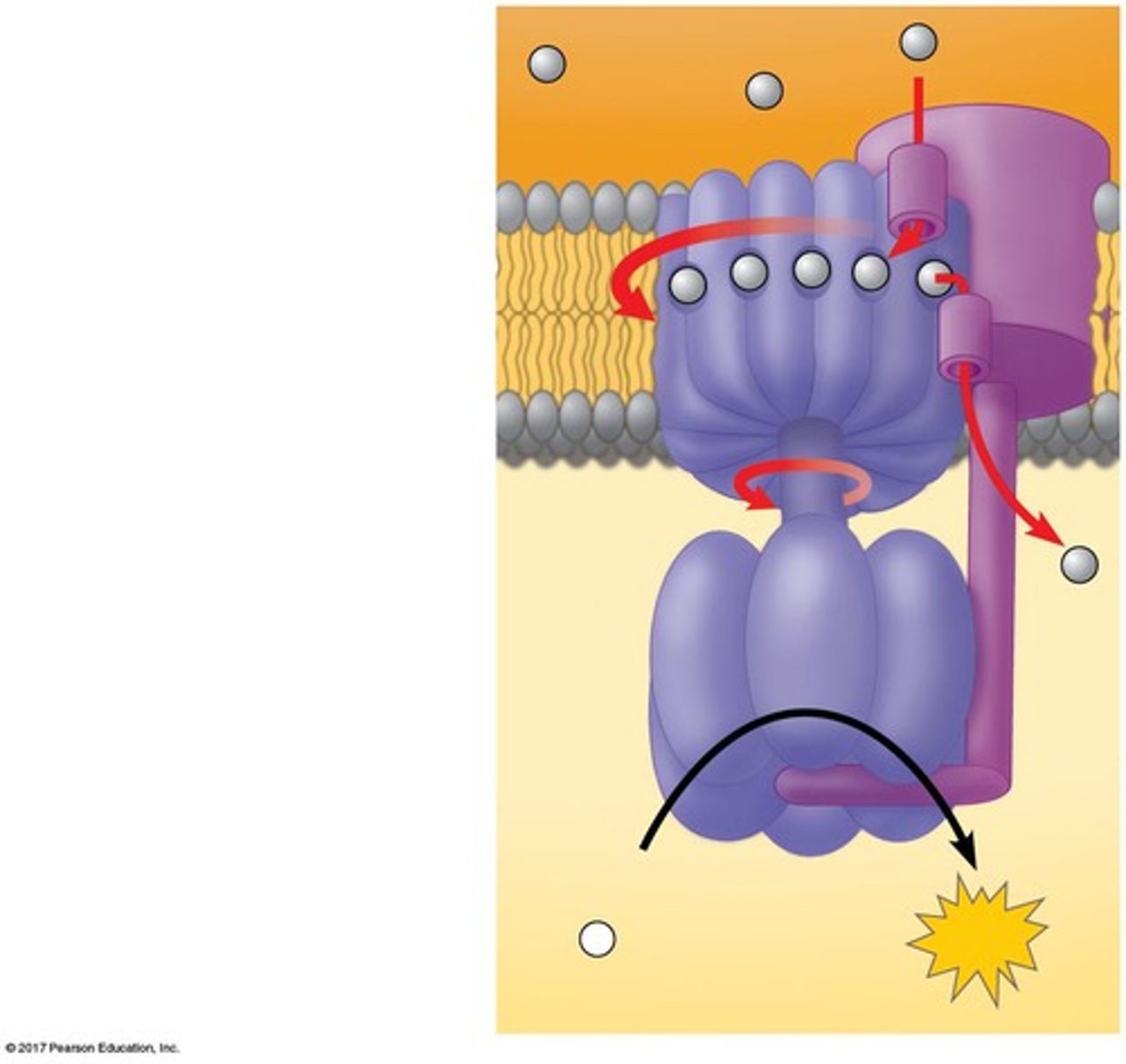 <p>H+ moves down its concentration gradient through ATP synthase, causing it to spin and catalyze the phosphorylation of ADP to ATP.</p>