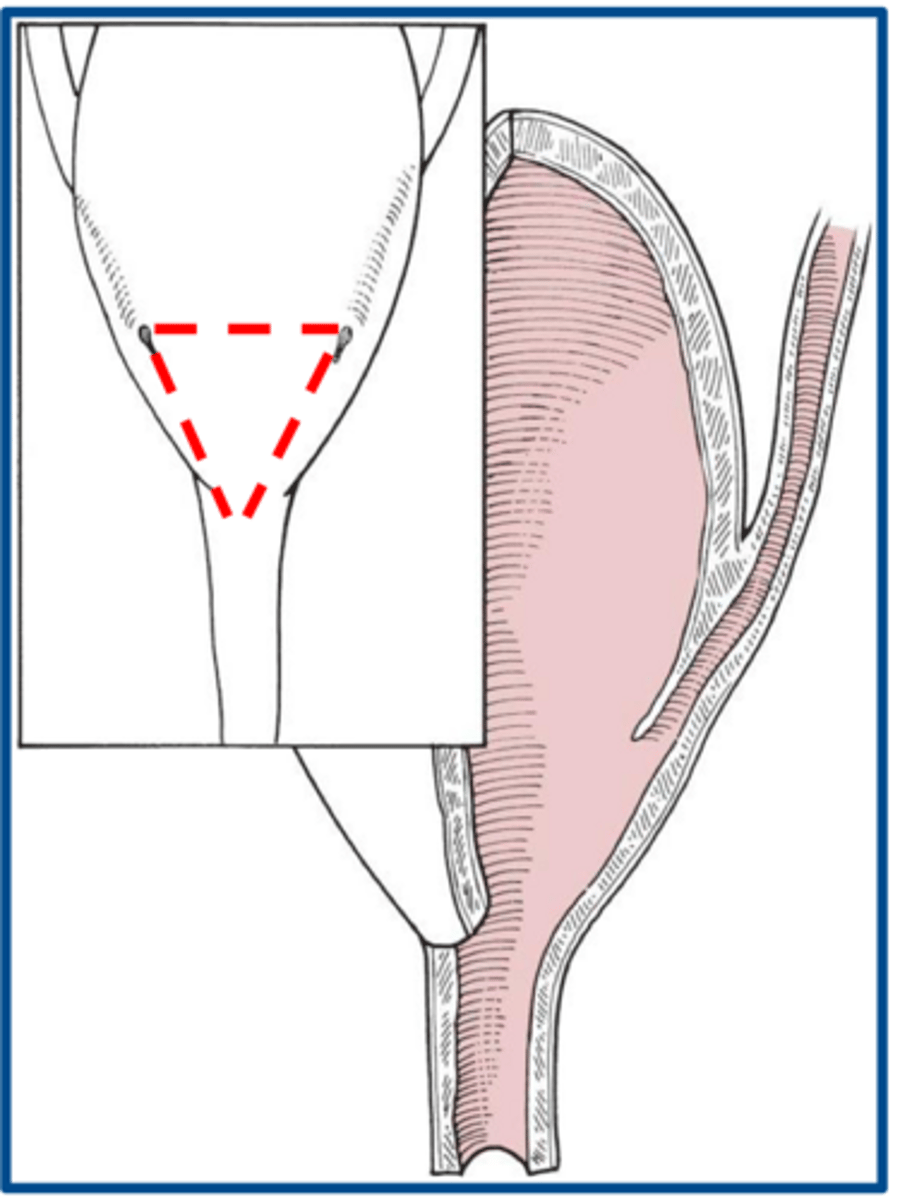 <p>what is the trigone</p>