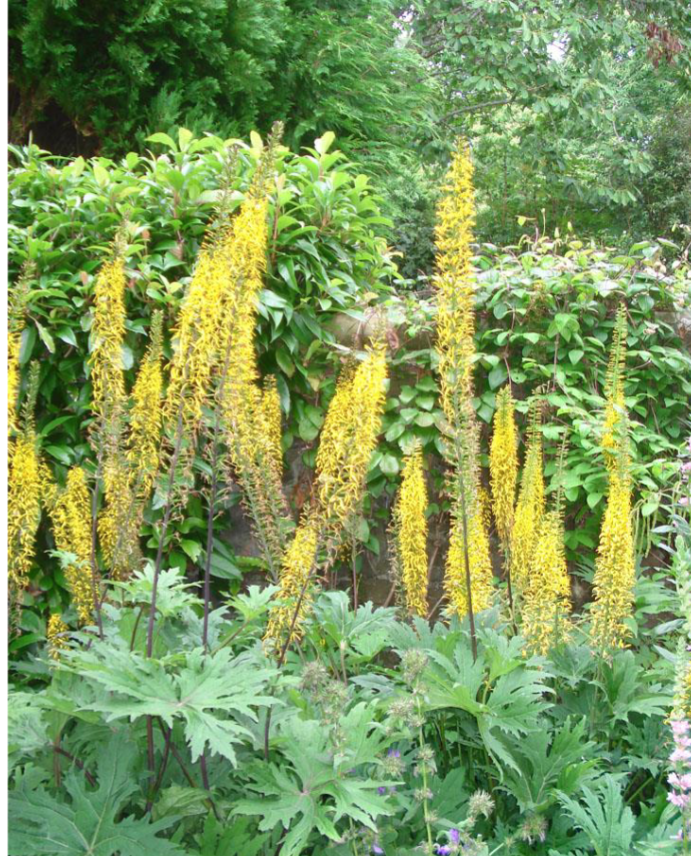 <p>Shade</p><p>Tall</p><p>Large leaves</p><p>Rain gardens</p>