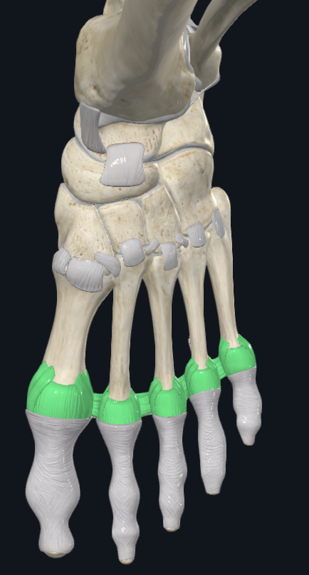 <p>Metatarsophalangea Joints (MP)</p>