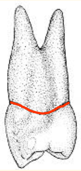 <p>Name the tooth and hi-lighted portions</p>