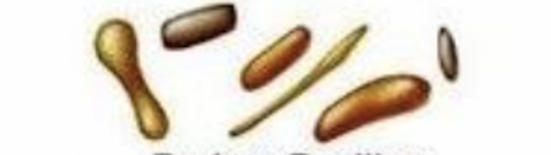 cylindrical shaped bacteria